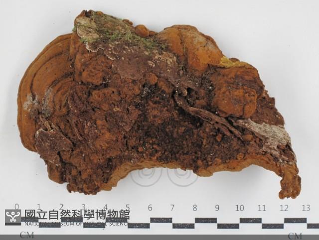 登錄號:F0034527藏品圖，第3張