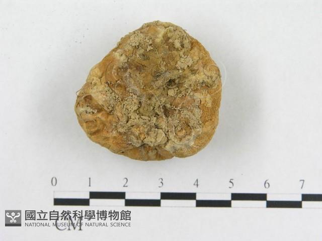 登錄號:F0012527藏品圖，第3張
