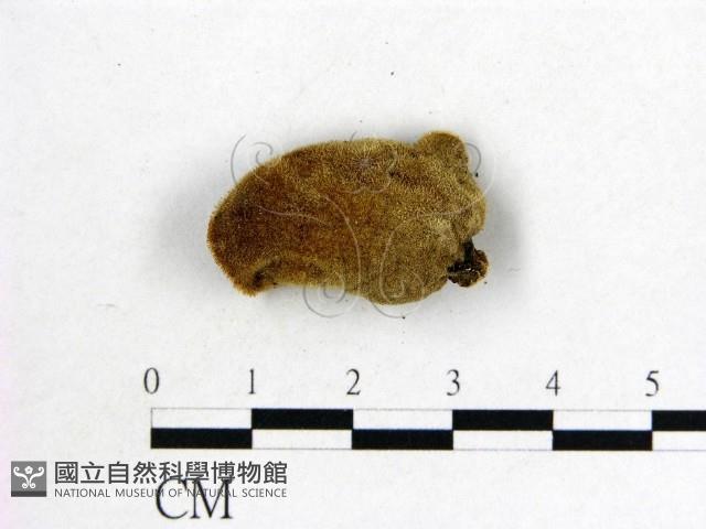 毛木耳藏品圖，第3張