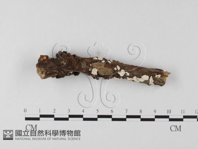 登錄號:F0025527藏品圖，第3張