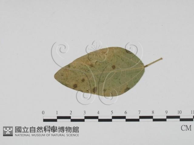 登錄號:F0019527藏品圖，第3張