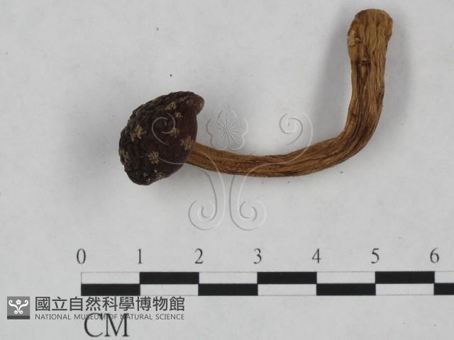 登錄號:F0023527藏品圖，第3張