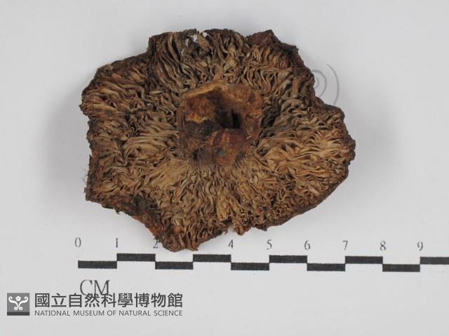 登錄號:F0003527藏品圖，第3張