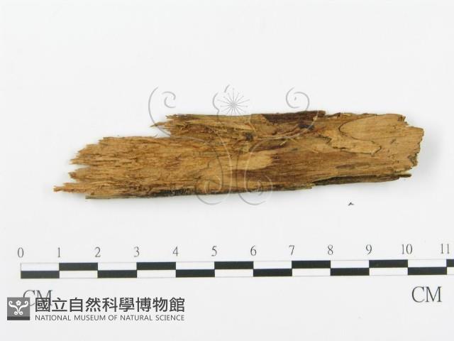 串擔革菌屬藏品圖，第3張