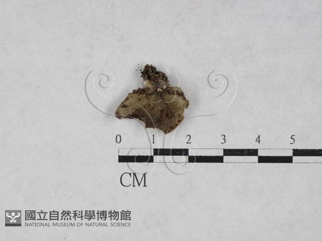 登錄號:F0028127藏品圖，第3張