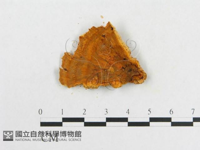 登錄號:F0008127藏品圖，第3張