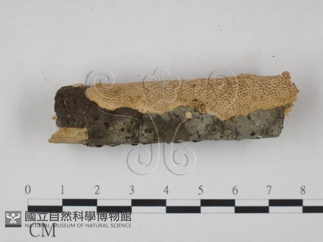 登錄號:F0020127藏品圖，第3張