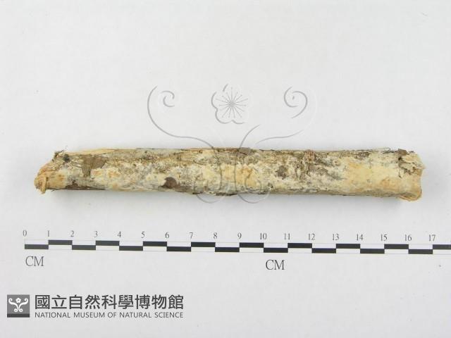 登錄號:F0000127藏品圖，第3張