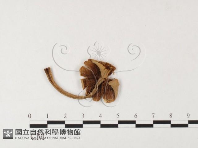 登錄號:F0026127藏品圖，第3張