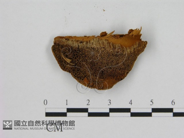 登錄號:F0006127藏品圖，第3張