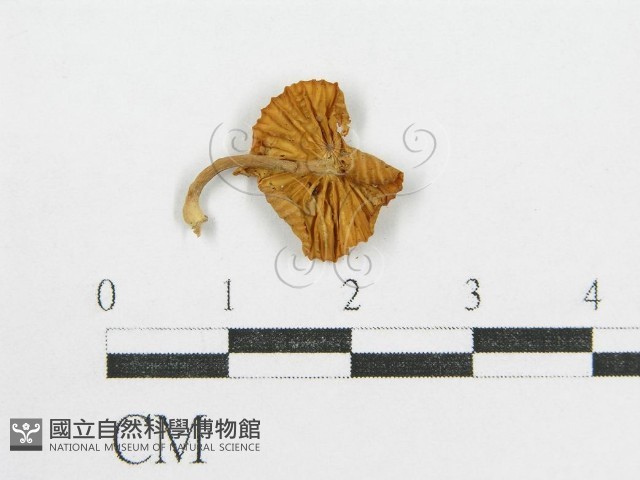 鬼傘屬藏品圖，第3張