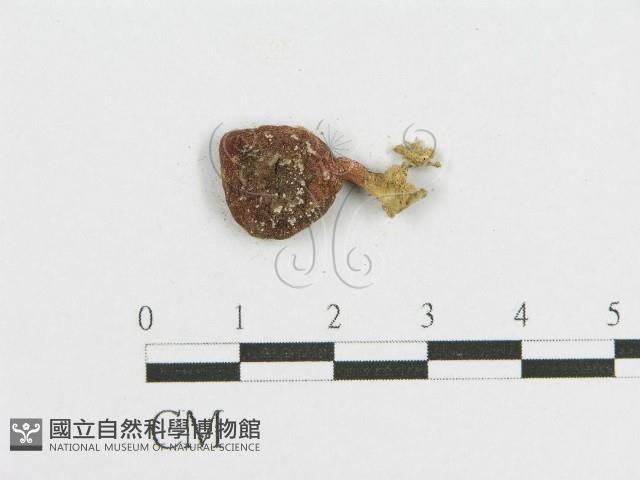 登錄號:F0011127藏品圖，第3張