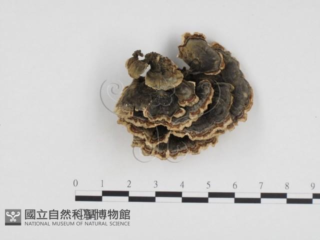 雲芝藏品圖，第3張
