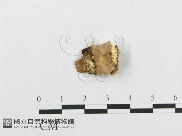 登錄號:F0007127藏品圖，第3張