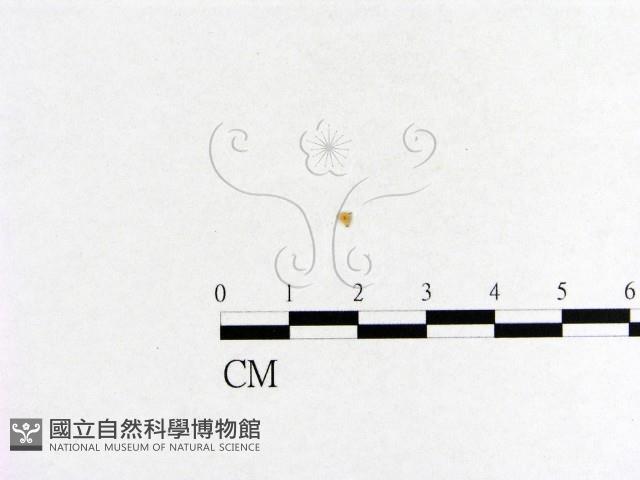 小菇屬藏品圖，第3張