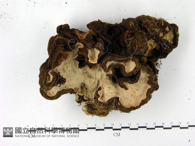 登錄號:F0023127藏品圖，第3張