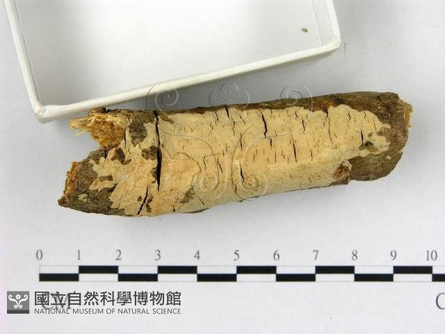 登錄號:F0003127藏品圖，第3張