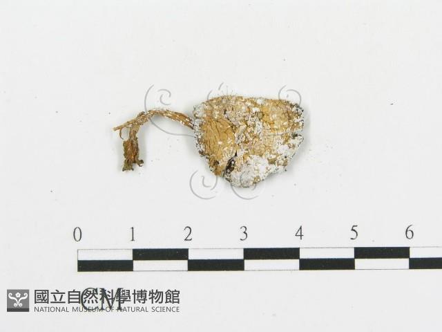 傘菌屬藏品圖，第3張