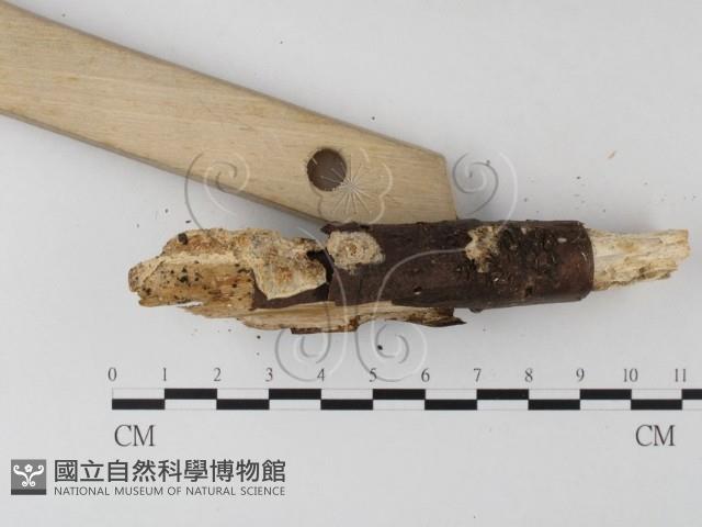 登錄號:F0020027藏品圖，第3張