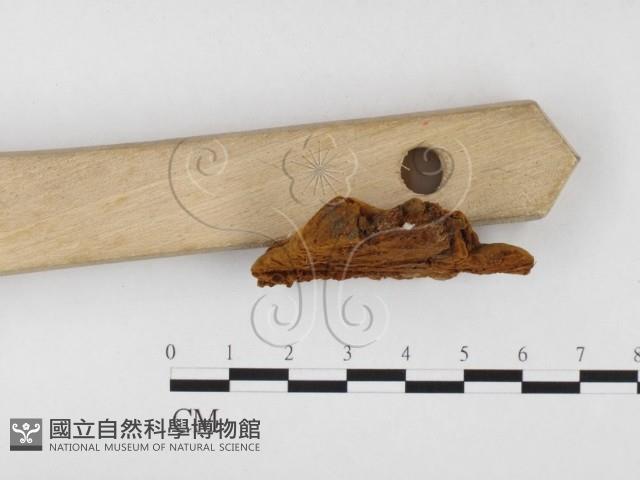 木層孔菌屬藏品圖，第3張