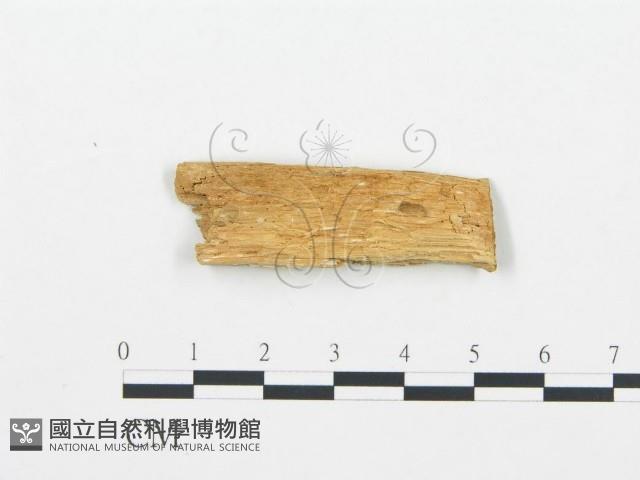 登錄號:F0006027藏品圖，第3張