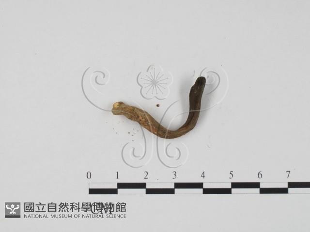 炭角菌屬藏品圖，第3張