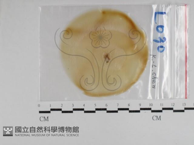 登錄號:F0031027藏品圖，第1張