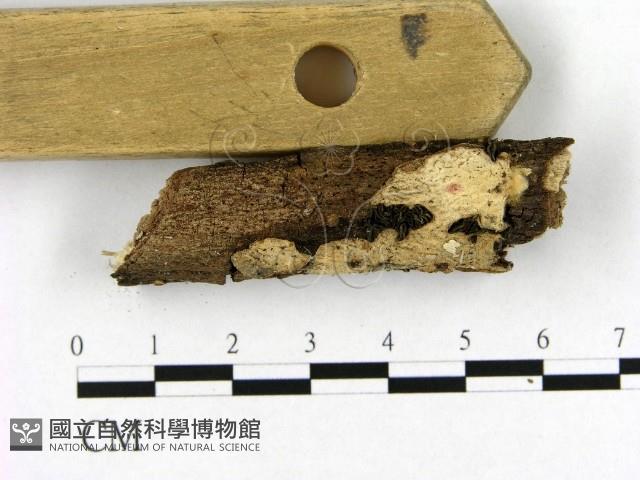 登錄號:F0004027藏品圖，第3張