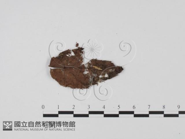 登錄號:F0022027藏品圖，第3張