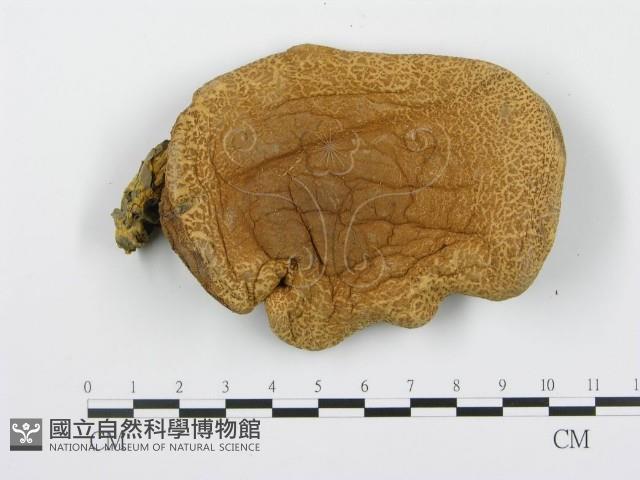 登錄號:F0002027藏品圖，第3張