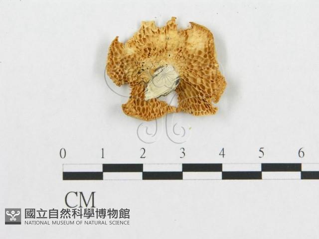 登錄號:F0007027藏品圖，第3張