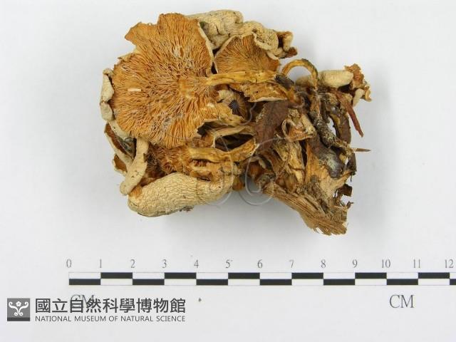 登錄號:F0017027藏品圖，第3張