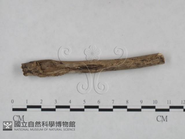 登錄號:F0025027藏品圖，第3張