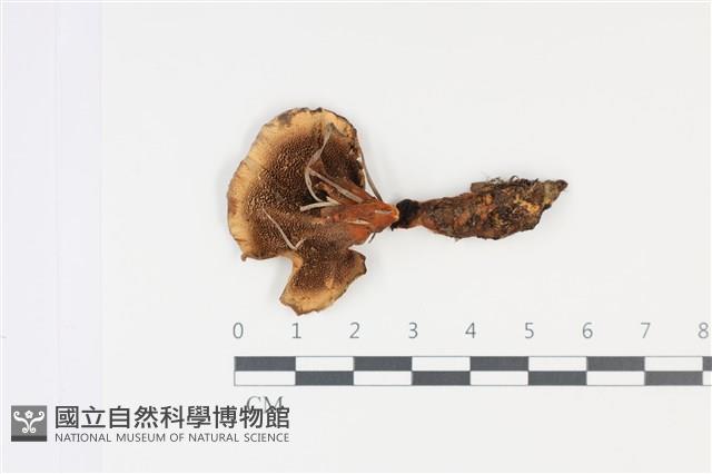 登錄號:F0035027藏品圖，第3張