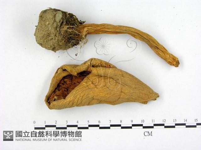 登錄號:F0003027藏品圖，第3張