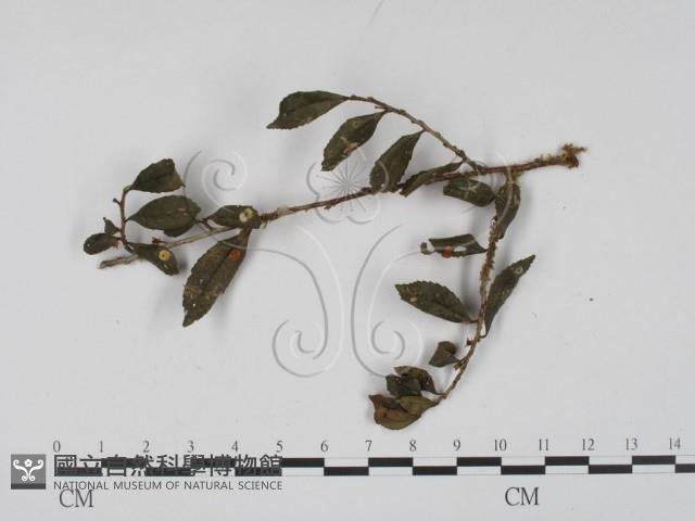 登錄號:F0008327藏品圖，第3張