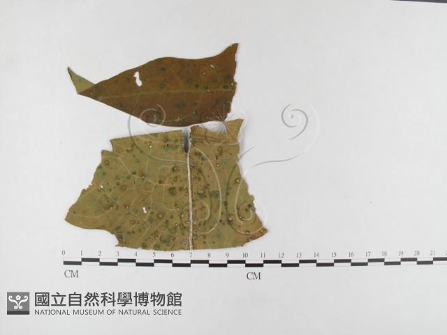 登錄號:F0026327藏品圖，第1張