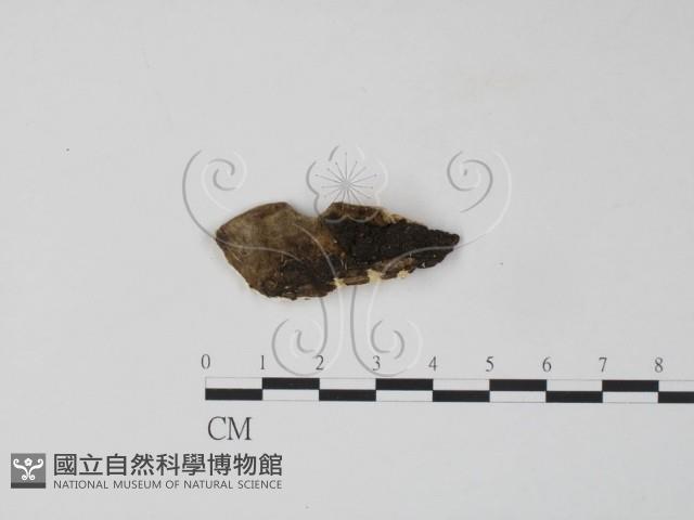 雲芝藏品圖，第3張