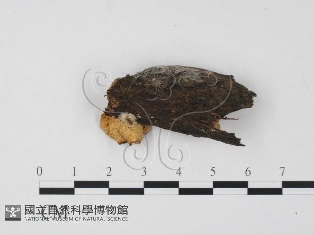 登錄號:F0011327藏品圖，第3張