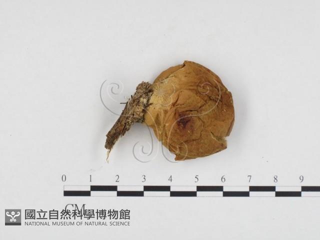 登錄號:F0024327藏品圖，第3張