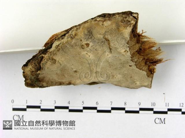 登錄號:F0004327藏品圖，第3張