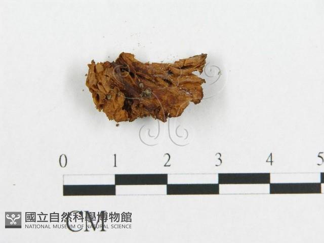 登錄號:F0014327藏品圖，第3張