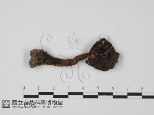 登錄號:F0022327藏品圖，第3張