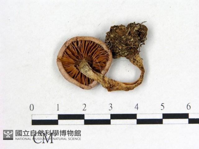 登錄號:F0002327藏品圖，第3張