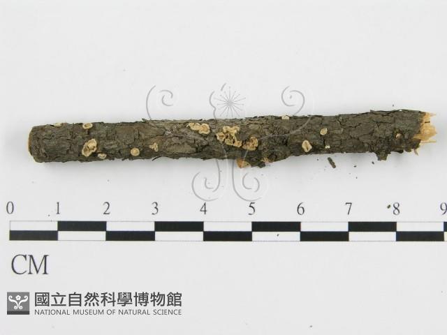 盤革菌屬藏品圖，第3張