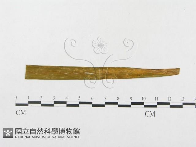 登錄號:F0009327藏品圖，第3張