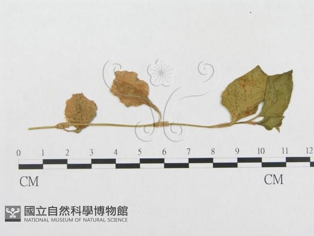 館號:F0019327藏品圖，第1張