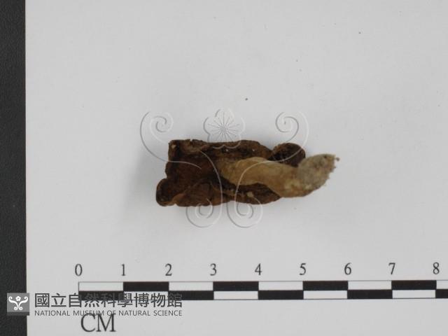 登錄號:F0003327藏品圖，第3張