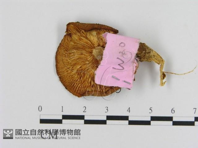 登錄號:F0013327藏品圖，第3張