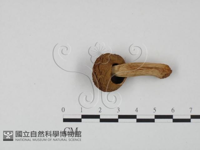 登錄號:F0020207藏品圖，第3張